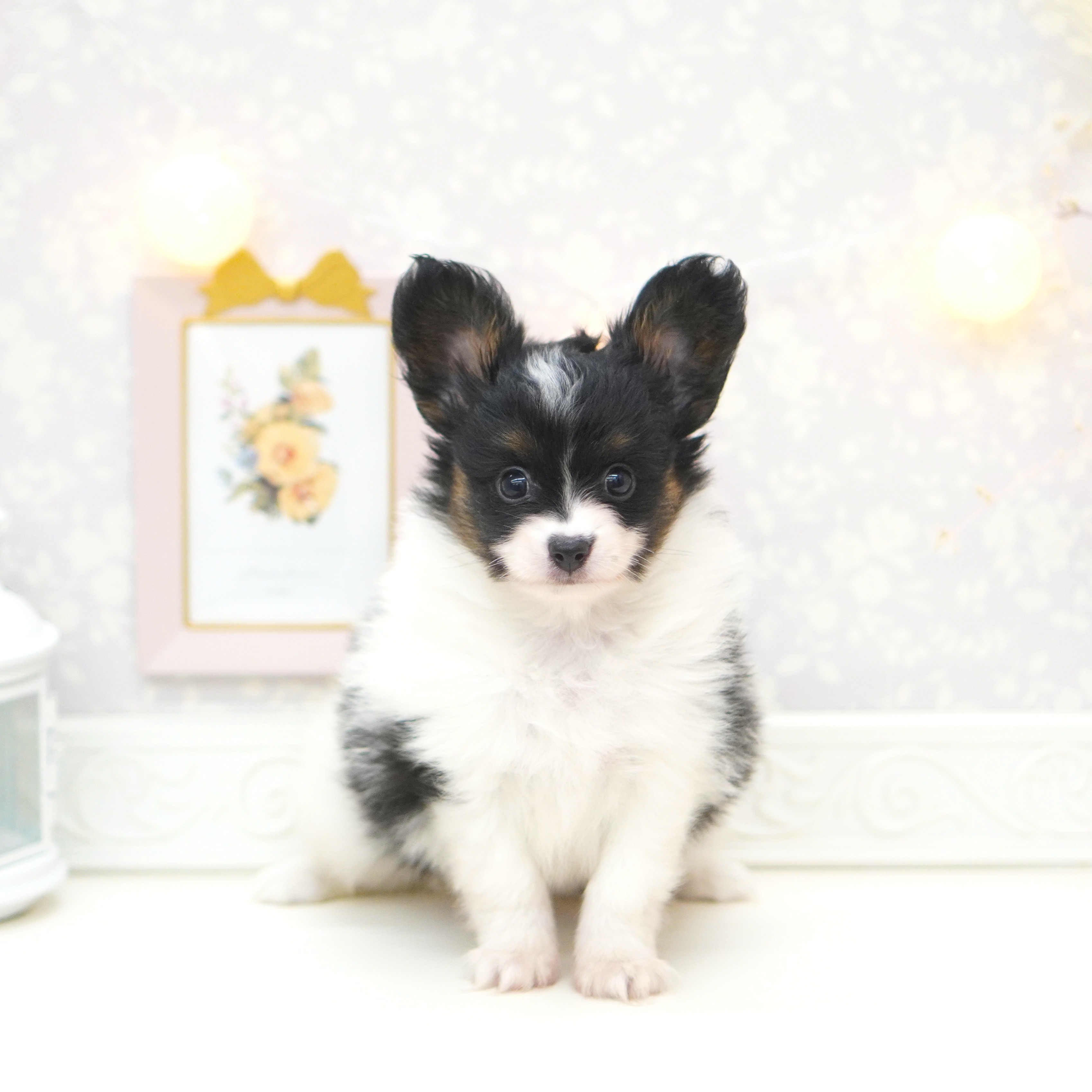 富山県のパピヨン (犬の家＆猫の里富山店/2025年7月19日生まれ/女の子/トライカラー)の子犬の1枚目の画像