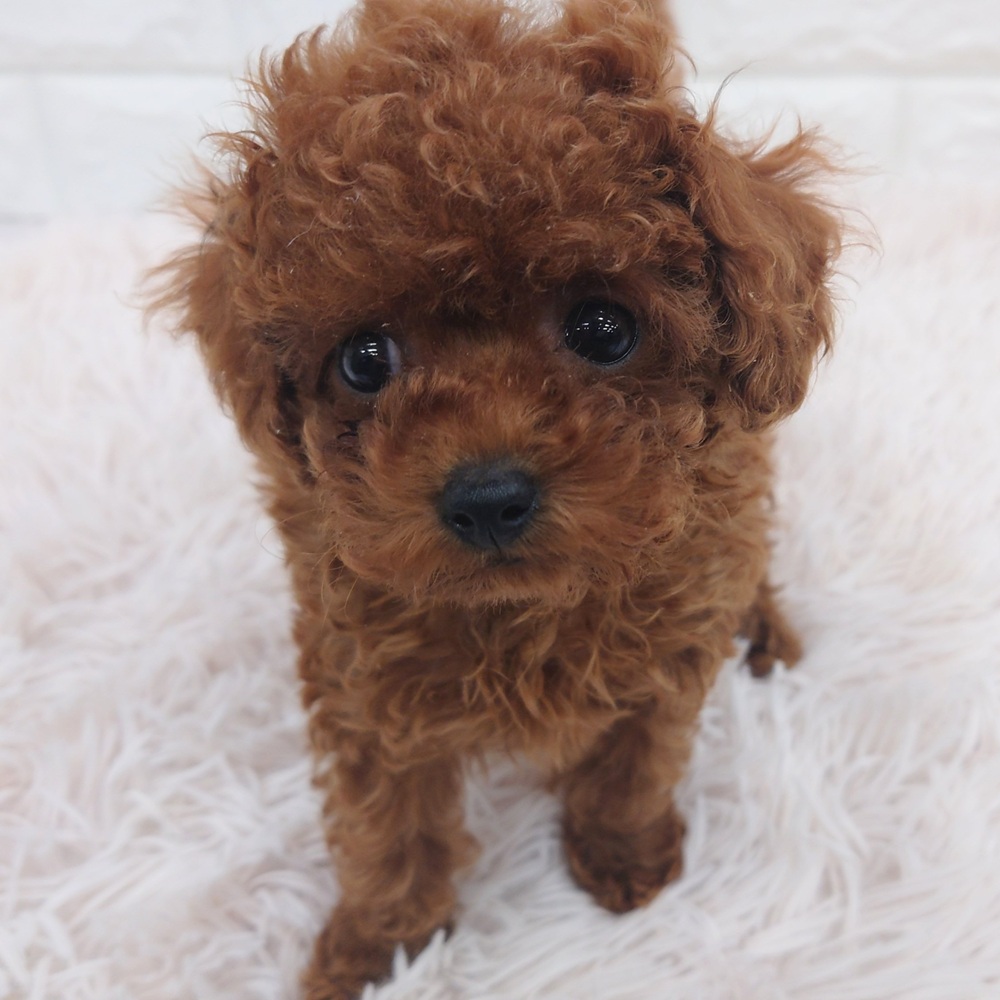 愛知県のトイプードル(タイニー) (犬の家&猫の里MEGAドン・キホーテ東海名和店/2025年7月18日生まれ/女の子/レッドフォーン)の子犬の2枚目の画像