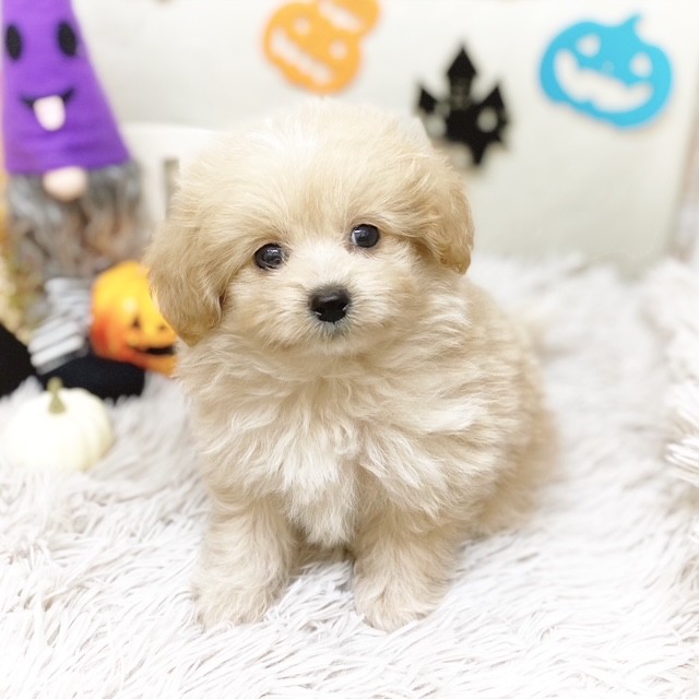 静岡県のポメプー(ポメラニアン×プードル) (犬の家＆猫の里藤枝店/2025年7月20日生まれ/男の子/アプリコット)の子犬の2枚目の画像