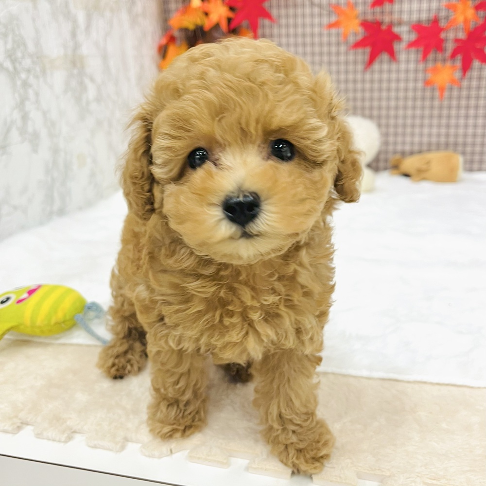 愛知県のトイプードル(トイ) (犬の家＆猫の里エアポートウォーク店/2025年7月19日生まれ/男の子/レッドフォーン)の子犬の2枚目の画像