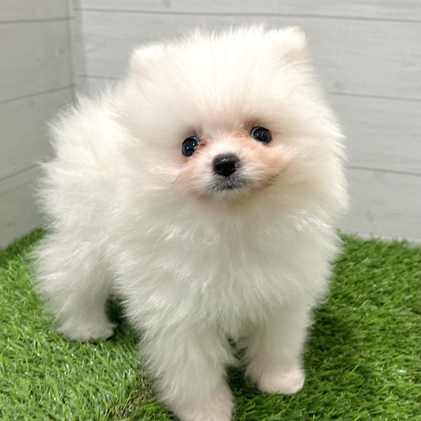 愛知県のポメラニアン (犬の家＆猫の里豊田店/2025年7月20日生まれ/男の子/ホワイト)の子犬の2枚目の画像