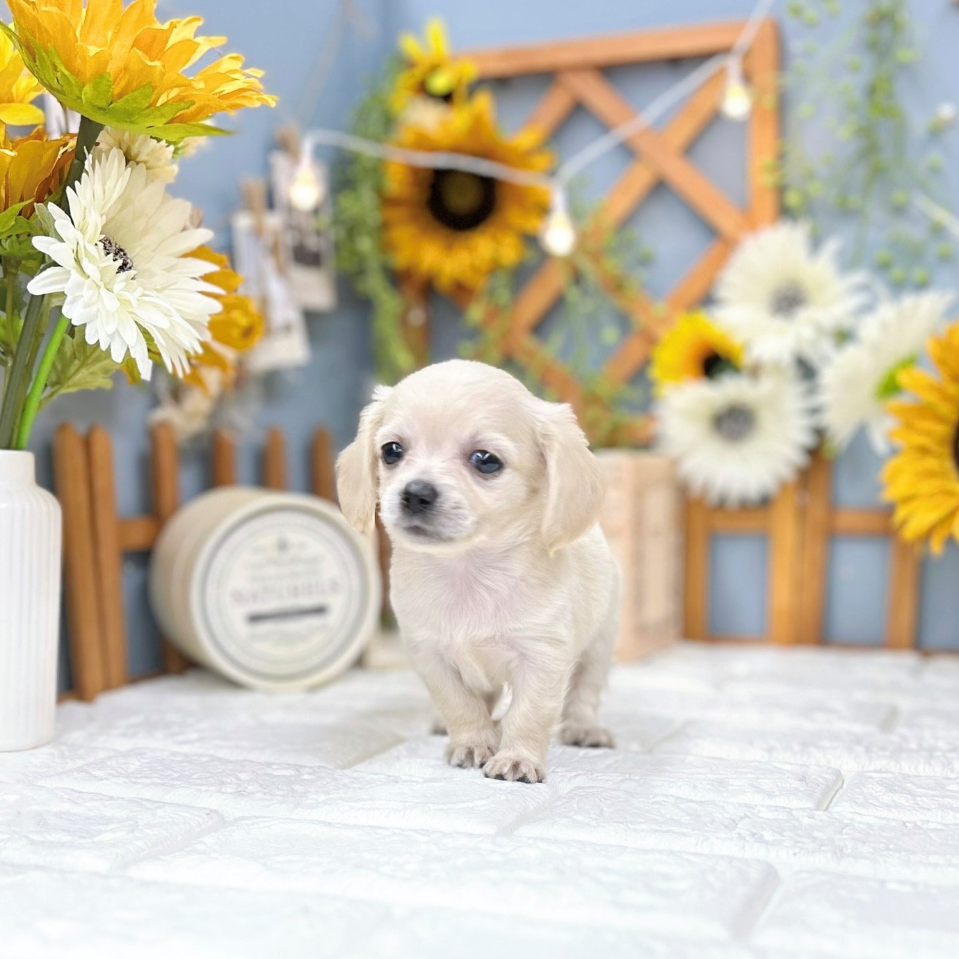 千葉県のチワックス(チワワ×ダックス) (犬の家＆猫の里ワンズモール稲毛店/2025年7月22日生まれ/女の子/イエロー)の子犬の2枚目の画像