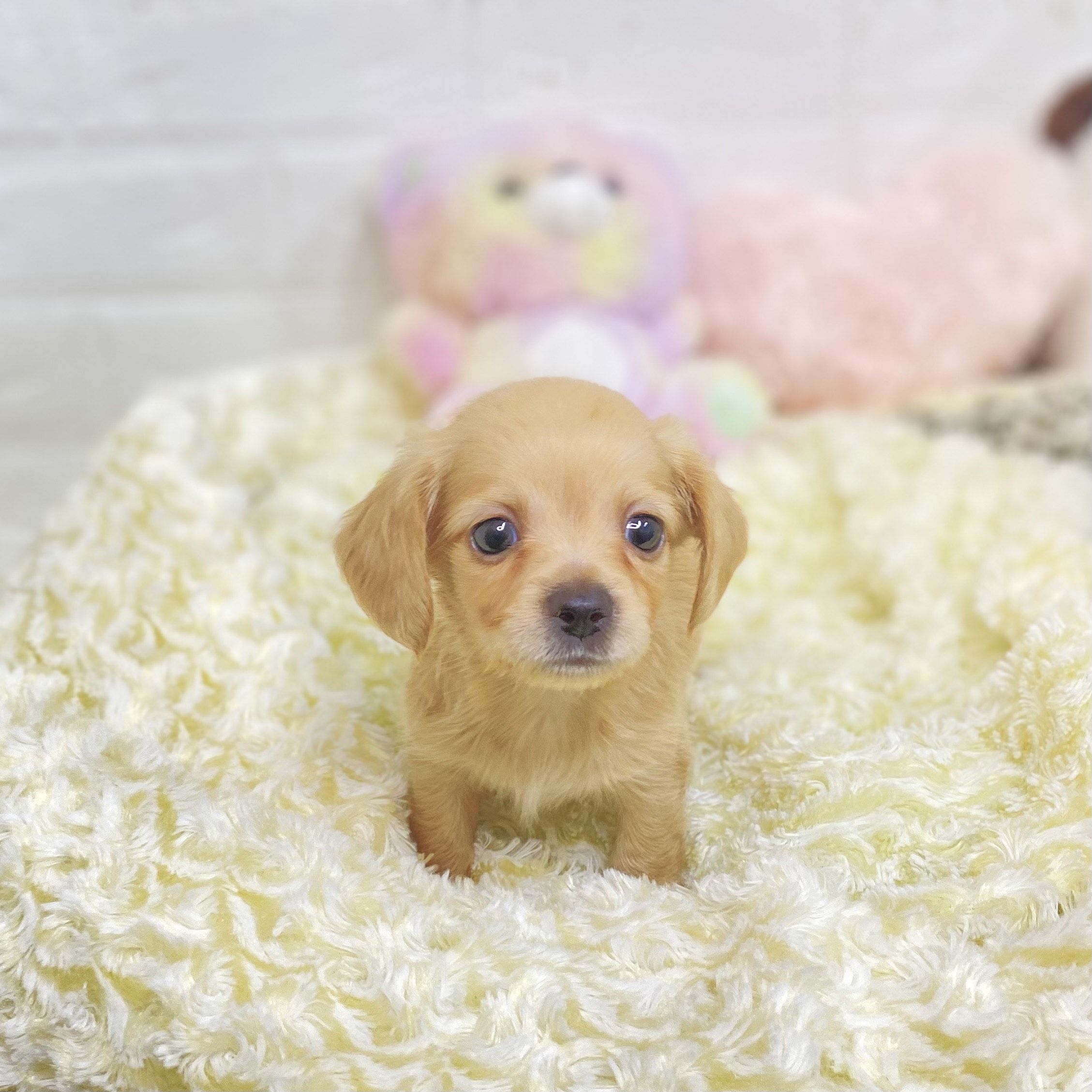 長野県のチワックス(チワワ×ダックス) (犬の家＆猫の里長野店/2025年7月22日生まれ/男の子/レッド)の子犬の2枚目の画像