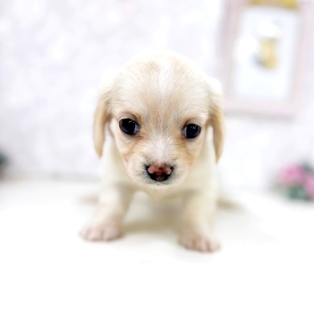 富山県のチワックス(チワワ×ダックス) (犬の家＆猫の里アミーゴ高岡蓮花寺店/2025年7月21日生まれ/女の子/イエロー)の子犬の2枚目の画像