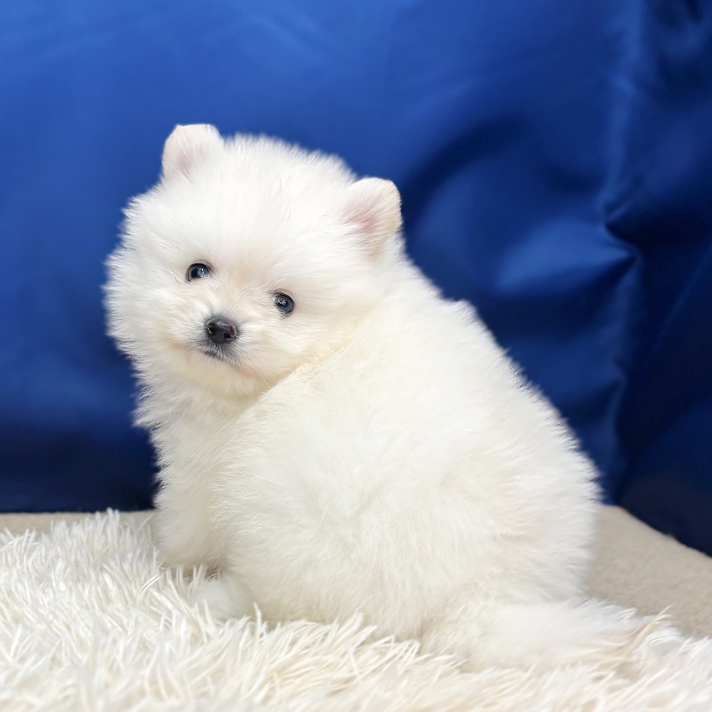 岐阜県のポメラニアン (犬の家＆猫の里中津川店/2025年7月21日生まれ/男の子/クリーム)の子犬の2枚目の画像