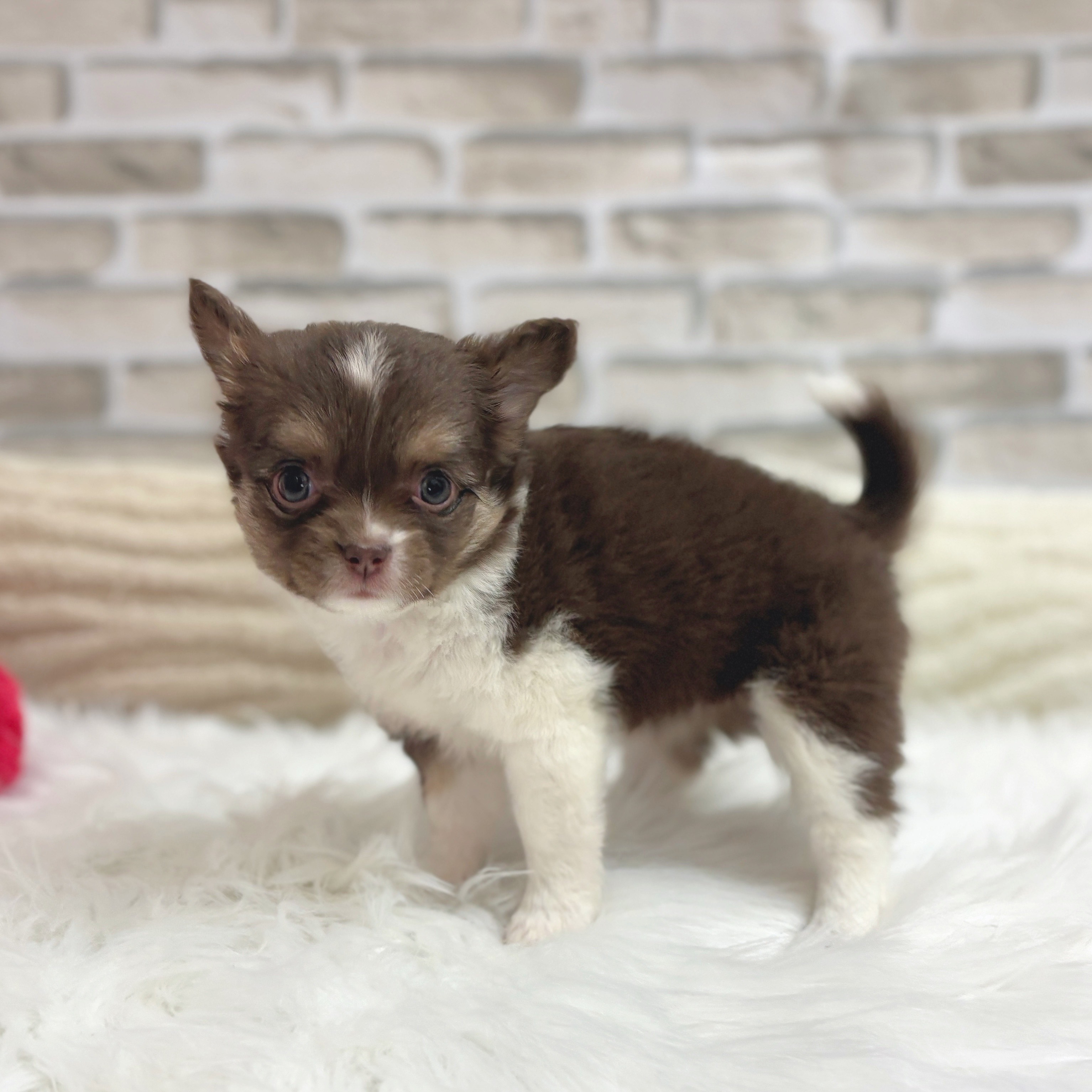 神奈川県のチワワ(ロング) (犬の家＆猫の里モザイクモール港北店/2025年7月20日生まれ/女の子/チョコレート、タン&ホワイト)の子犬の1枚目の画像