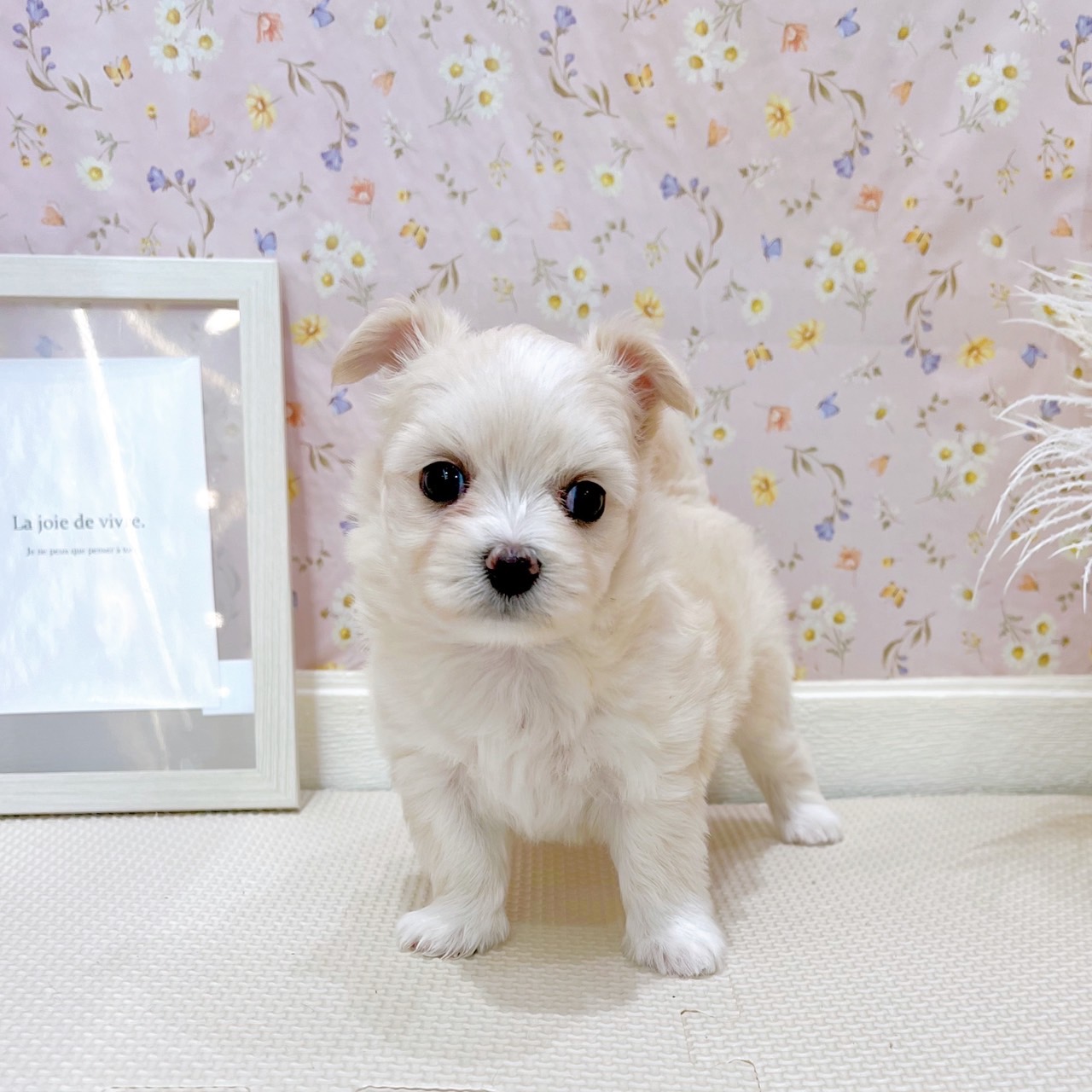 石川県のチワマル/マルチワ(チワワ×マルチーズ) (犬の家＆猫の里金沢店/2025年7月20日生まれ/女の子/クリーム)の子犬の1枚目の画像