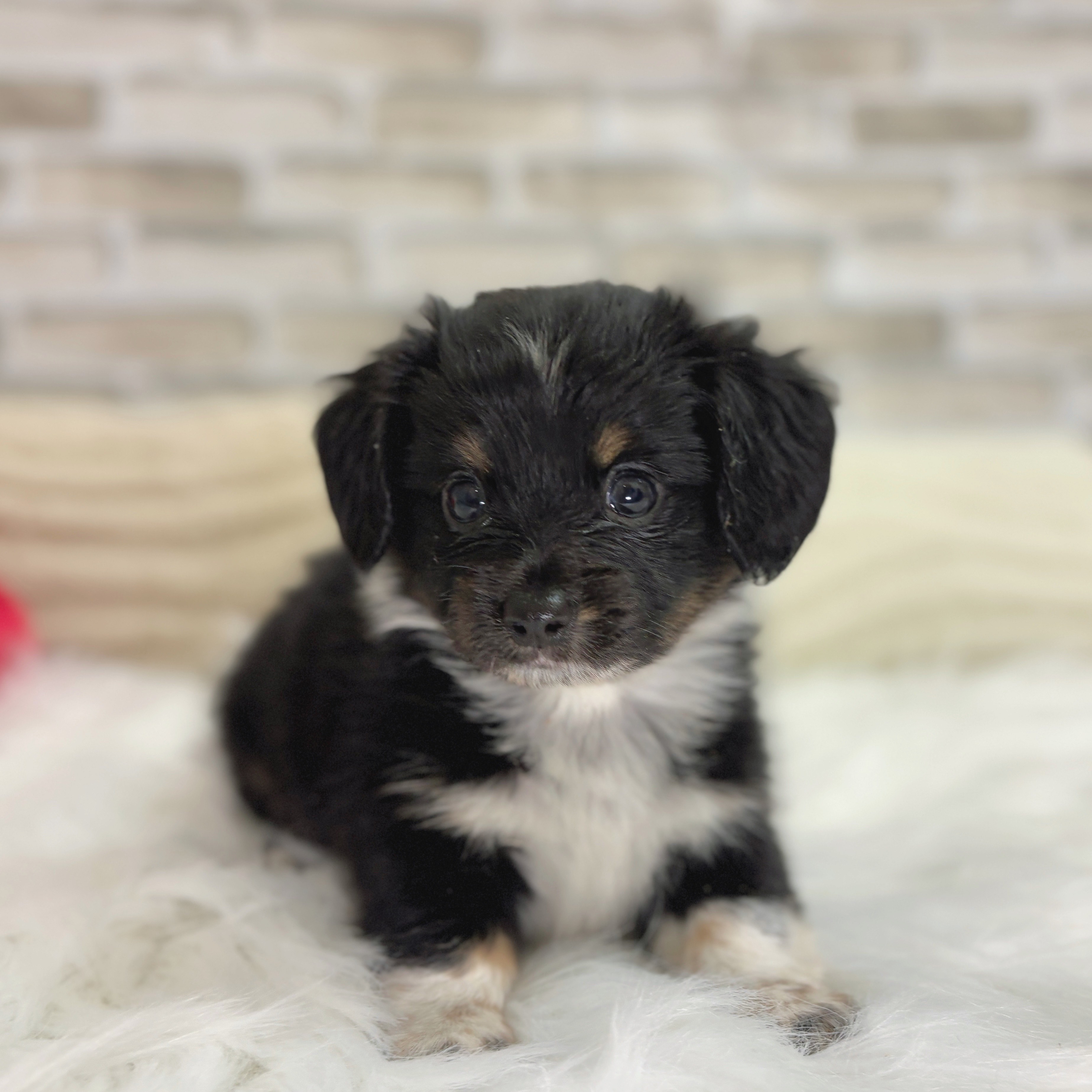 神奈川県のチワックス(チワワ×ダックス) (犬の家＆猫の里モザイクモール港北店/2025年7月22日生まれ/男の子/ブラックタンホワイト)の子犬の1枚目の画像