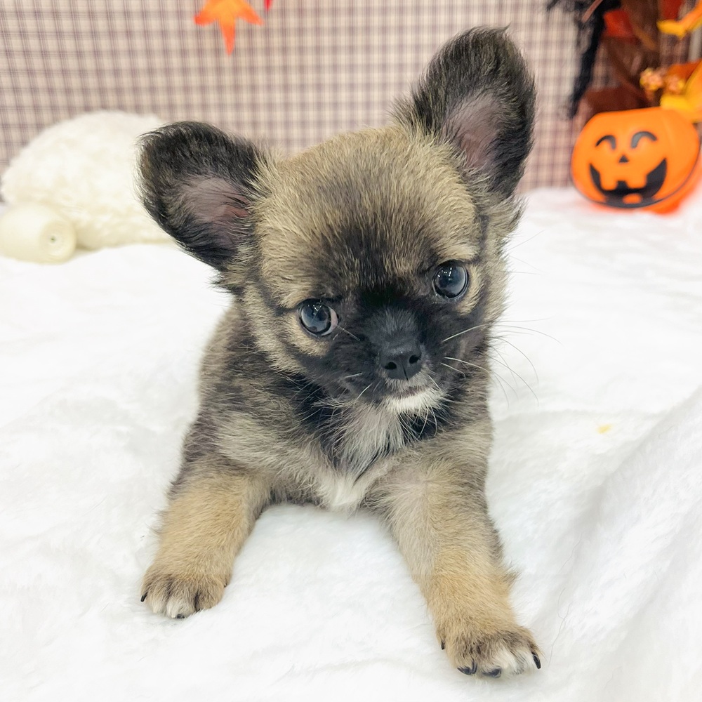 愛知県のチワワ(ロング) (犬の家＆猫の里エアポートウォーク店/2025年7月22日生まれ/女の子/レッドホワイト)の子犬の2枚目の画像