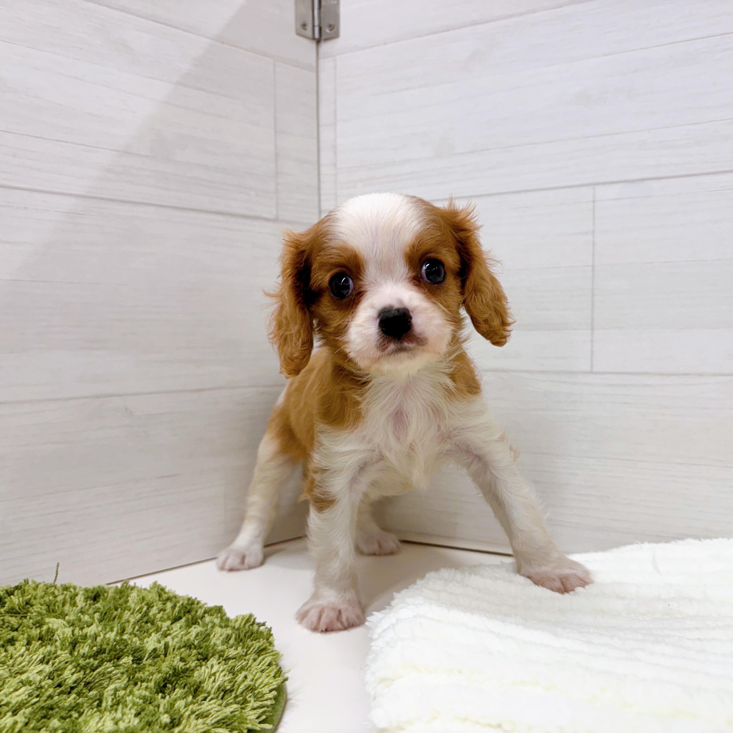 石川県のキャバリアキングチャールズスパニエル (犬の家＆猫の里アミーゴ金沢おこばた店/2025年7月20日生まれ/女の子/ブレンハイム)の子犬の2枚目の画像