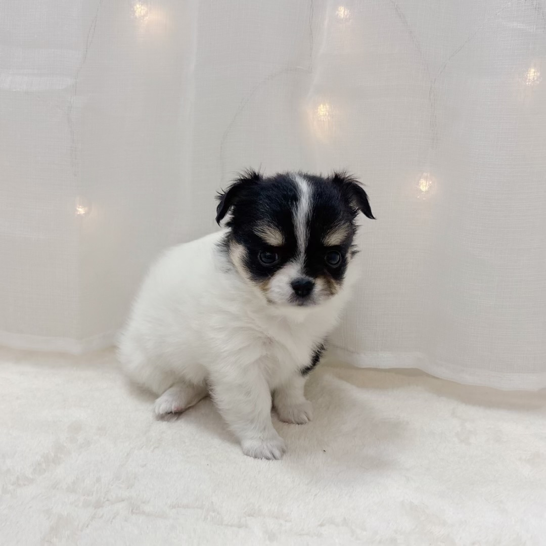 千葉県のチワワ(ロング) (犬の家＆猫の里BIGHOPガーデンモール印西店/2025年7月22日生まれ/女の子/ホワイトブラックタン)の子犬の2枚目の画像