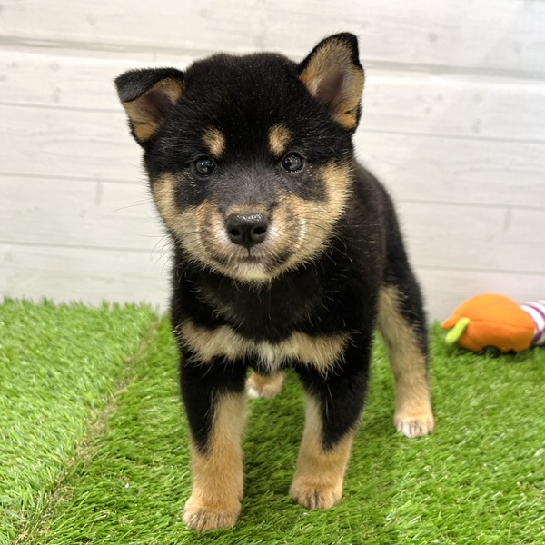愛知県の柴犬(標準サイズ) (犬の家＆猫の里豊田店/2025年7月18日生まれ/女の子/黒)の子犬の2枚目の画像