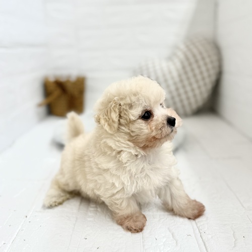 愛知県のマルプー(マルチーズ×プードル) (犬の家＆猫の里豊川インター店/2025年7月21日生まれ/男の子/クリーム)の子犬の2枚目の画像
