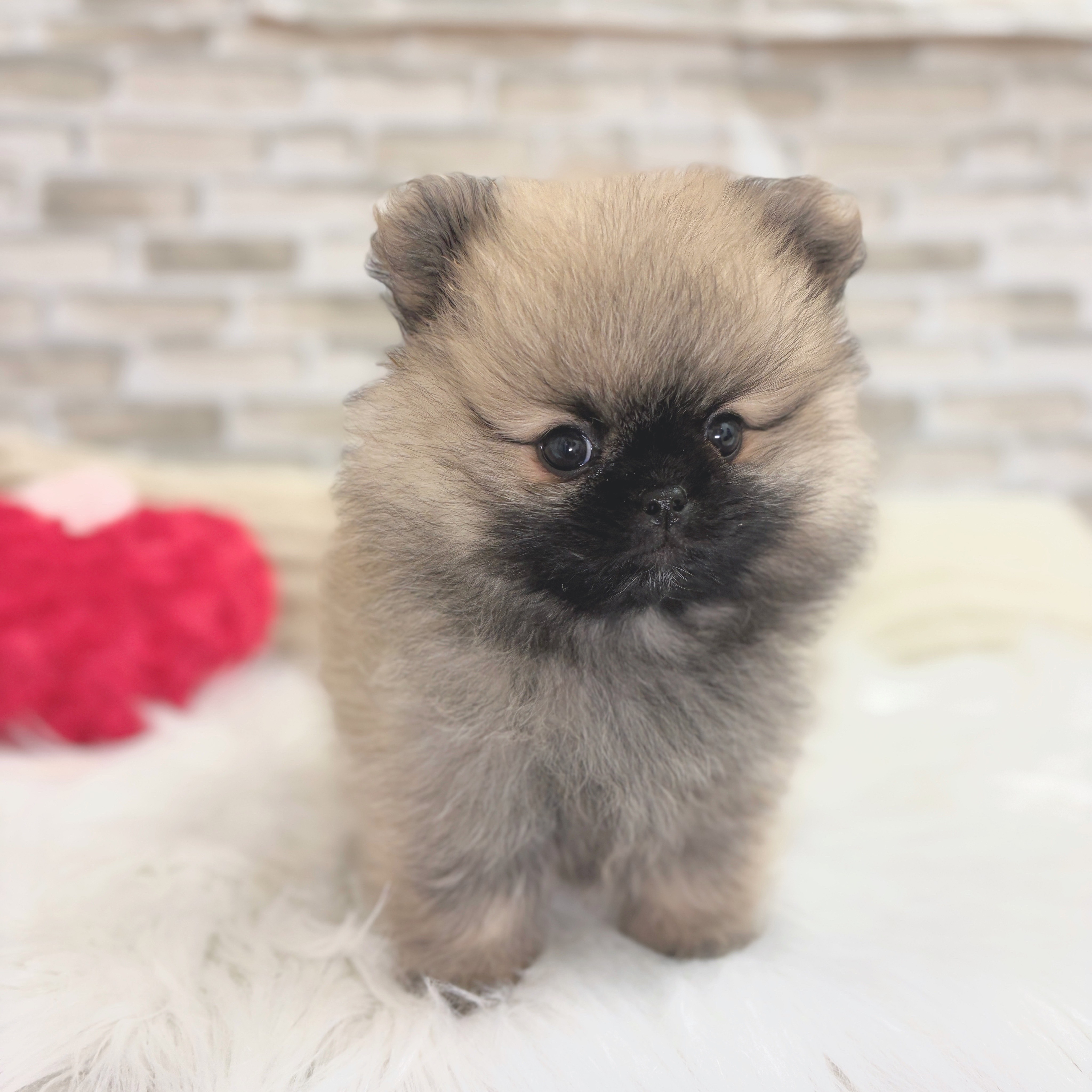 神奈川県のペキポメ/ポメペキ(ペキニーズ×ポメラニアン) (犬の家＆猫の里モザイクモール港北店/2025年7月21日生まれ/男の子/フォーン)の子犬の2枚目の画像