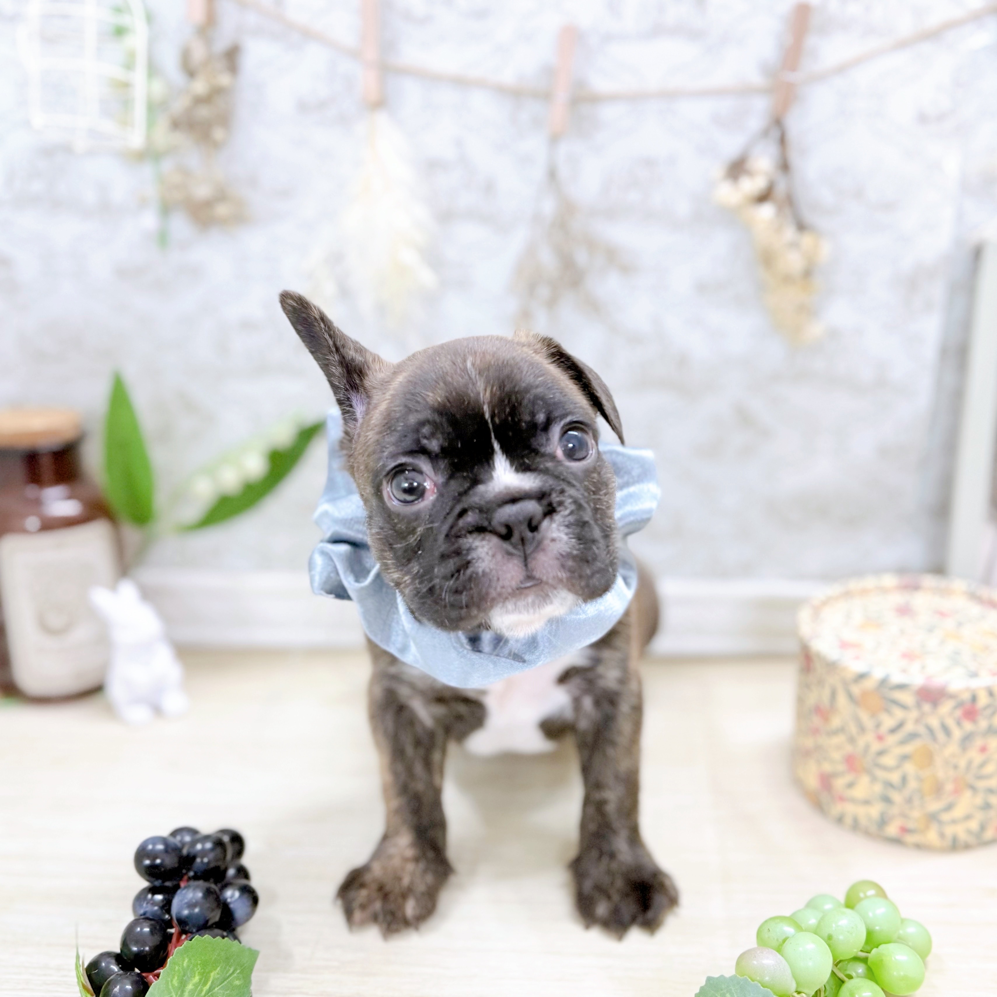 福井県のハーフ犬・ミックス犬 (犬の家＆猫の里アミーゴ福井大和田店/2025年7月20日生まれ/男の子/ブリンドルホワイト)の子犬の1枚目の画像