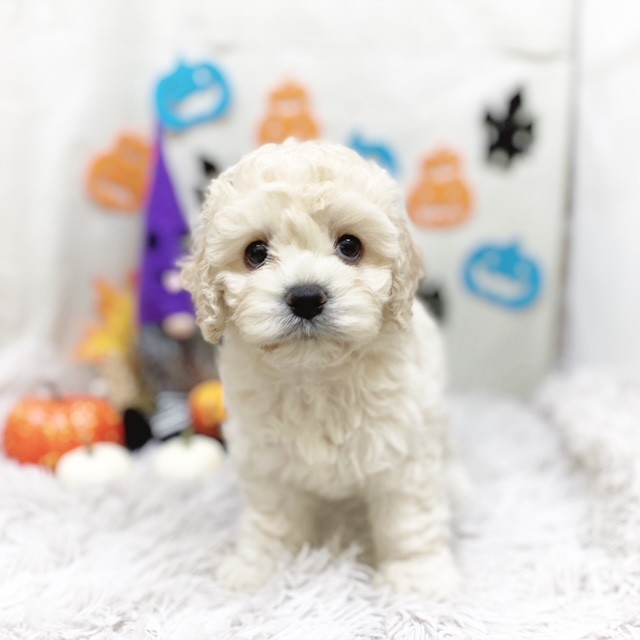 静岡県のハーフ犬・ミックス犬 (犬の家＆猫の里藤枝店/2025年7月21日生まれ/女の子/バフ)の子犬の1枚目の画像