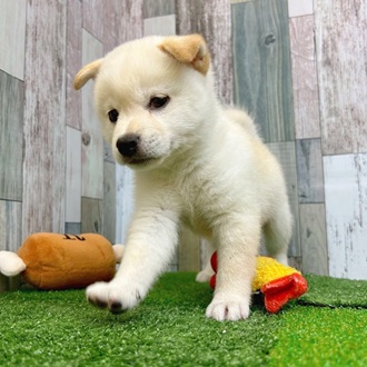静岡県の柴犬(標準サイズ) (犬の家＆猫の里マークイズ静岡店/2025年7月22日生まれ/男の子/白)の子犬の2枚目の画像