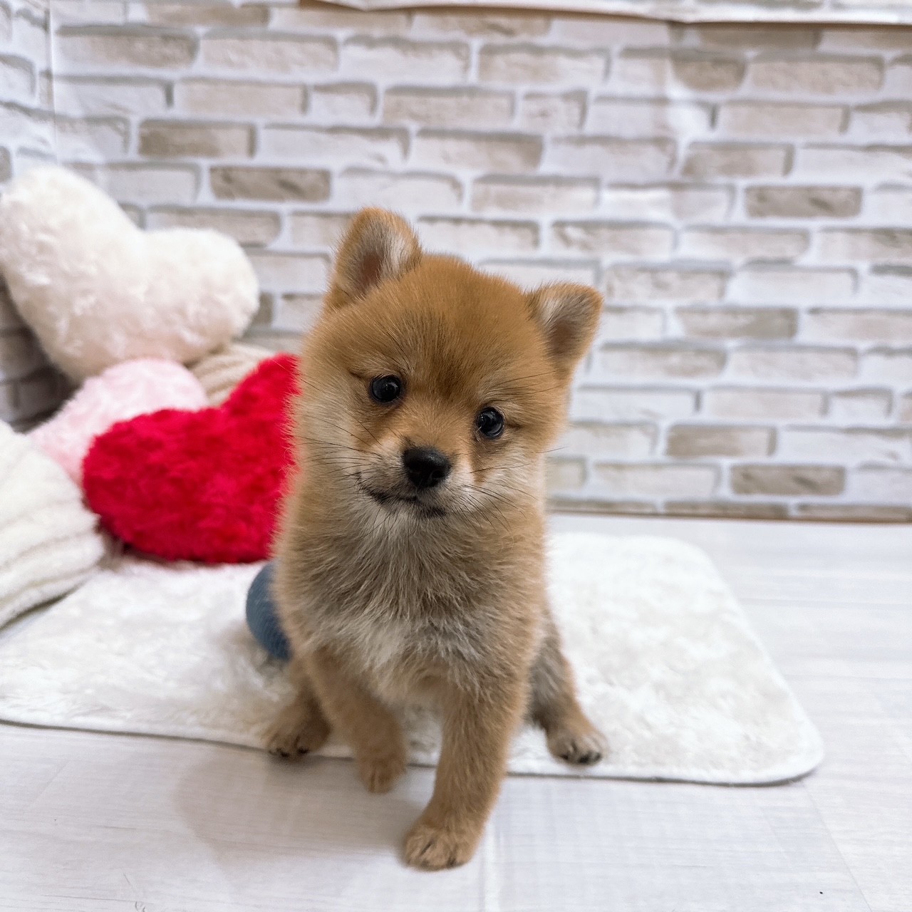 神奈川県のポメ柴/豆ポメ/ポメ豆柴(ポメラニアン×柴犬) (犬の家＆猫の里モザイクモール港北店/2025年7月21日生まれ/女の子/赤)の子犬の1枚目の画像