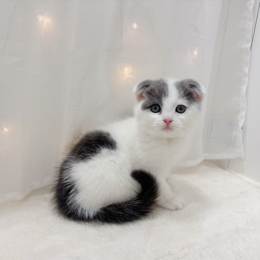 千葉県のスコティッシュフォールド (犬の家＆猫の里BIGHOPガーデンモール印西店/2025年7月22日生まれ/女の子/ブルーホワイト)の子猫