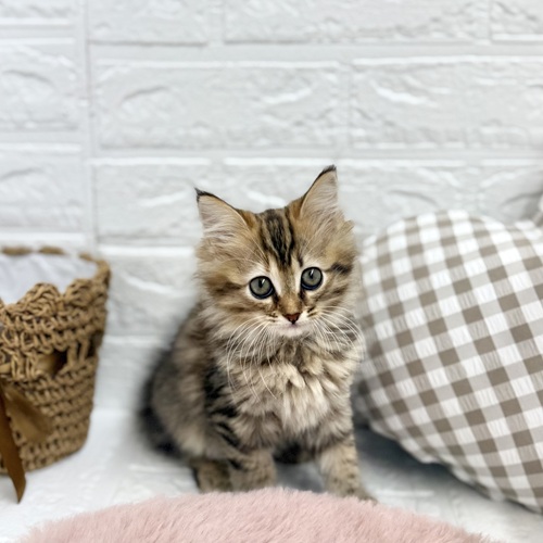 愛知県のサイベリアン (犬の家＆猫の里豊川インター店/2025年7月20日生まれ/女の子/ブラウンタビー)の子猫の2枚目の画像