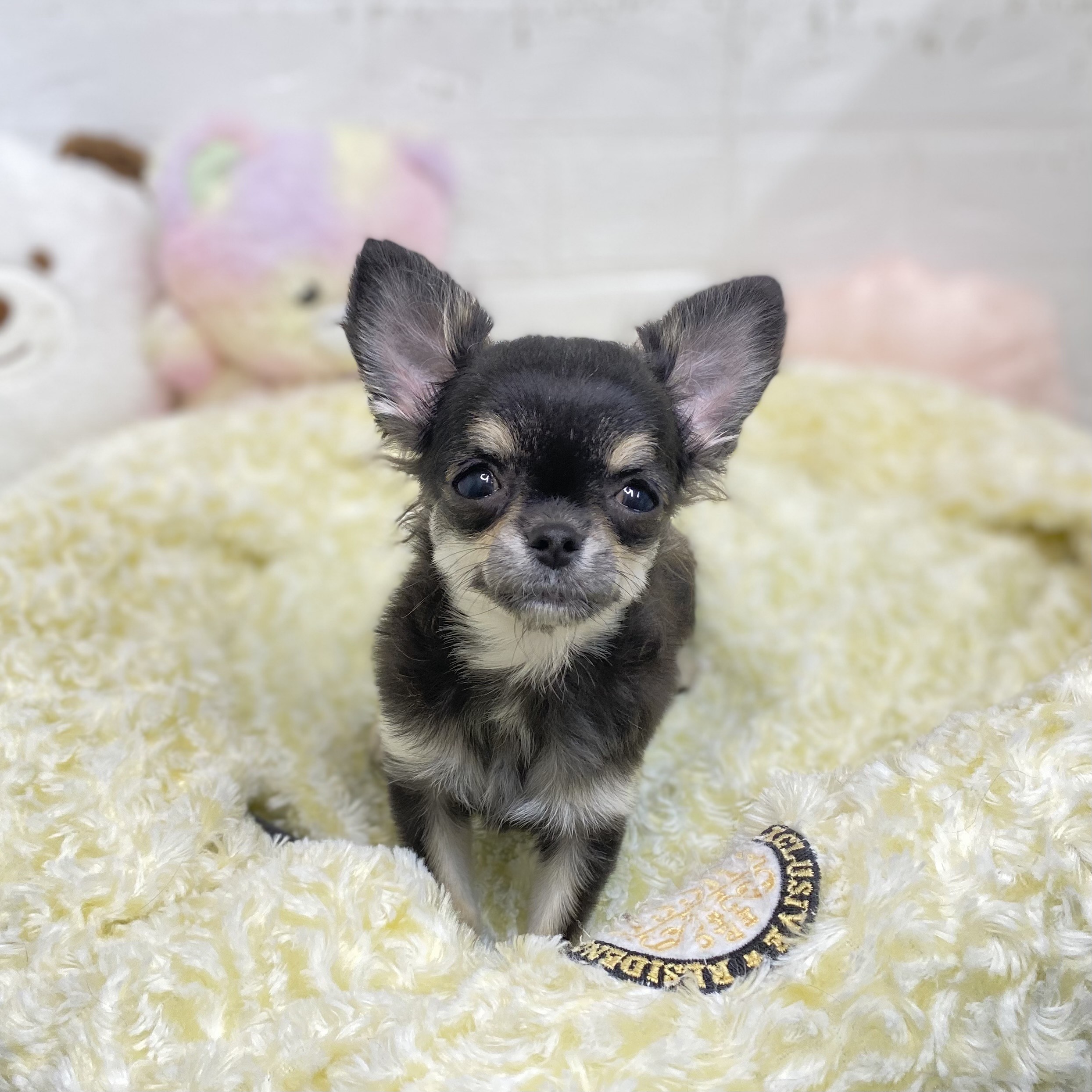 長野県のチワワ(ロング) (犬の家&猫の里長野店/2025年6月1日生まれ/女の子/ブラックタン)の子犬の2枚目の画像