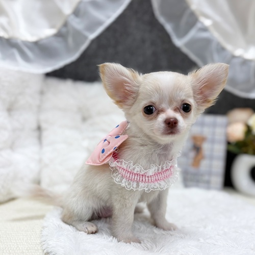 岐阜県のチワワ(ロング) (犬の家＆猫の里カラフルタウン岐阜店/2025年7月22日生まれ/女の子/クリームホワイト)の子犬の2枚目の画像