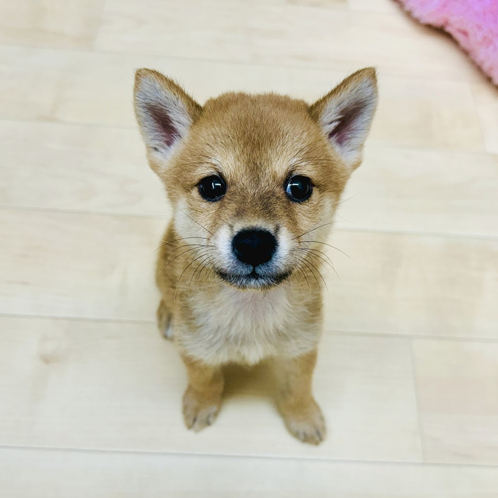 愛知県の柴犬(標準サイズ) (犬の家＆猫の里七宝店/2025年7月22日生まれ/女の子/赤)の子犬の2枚目の画像