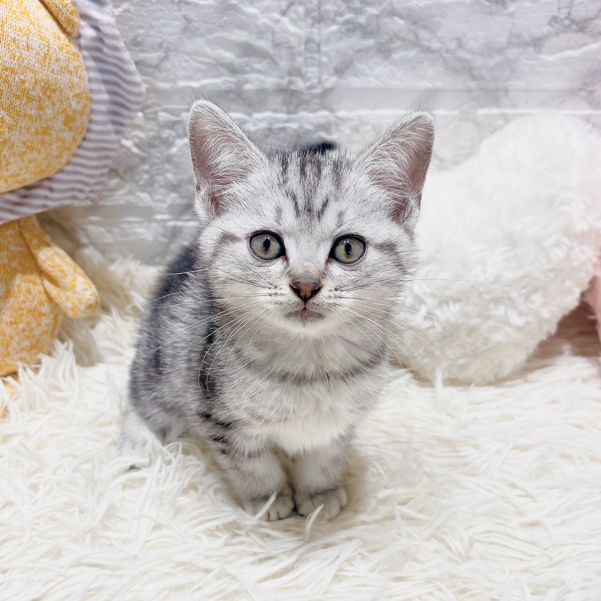愛知県のアメリカンショートヘアー (犬の家＆猫の里MiO香久山店/2025年7月23日生まれ/女の子/シルバータビー)の子猫の1枚目の画像