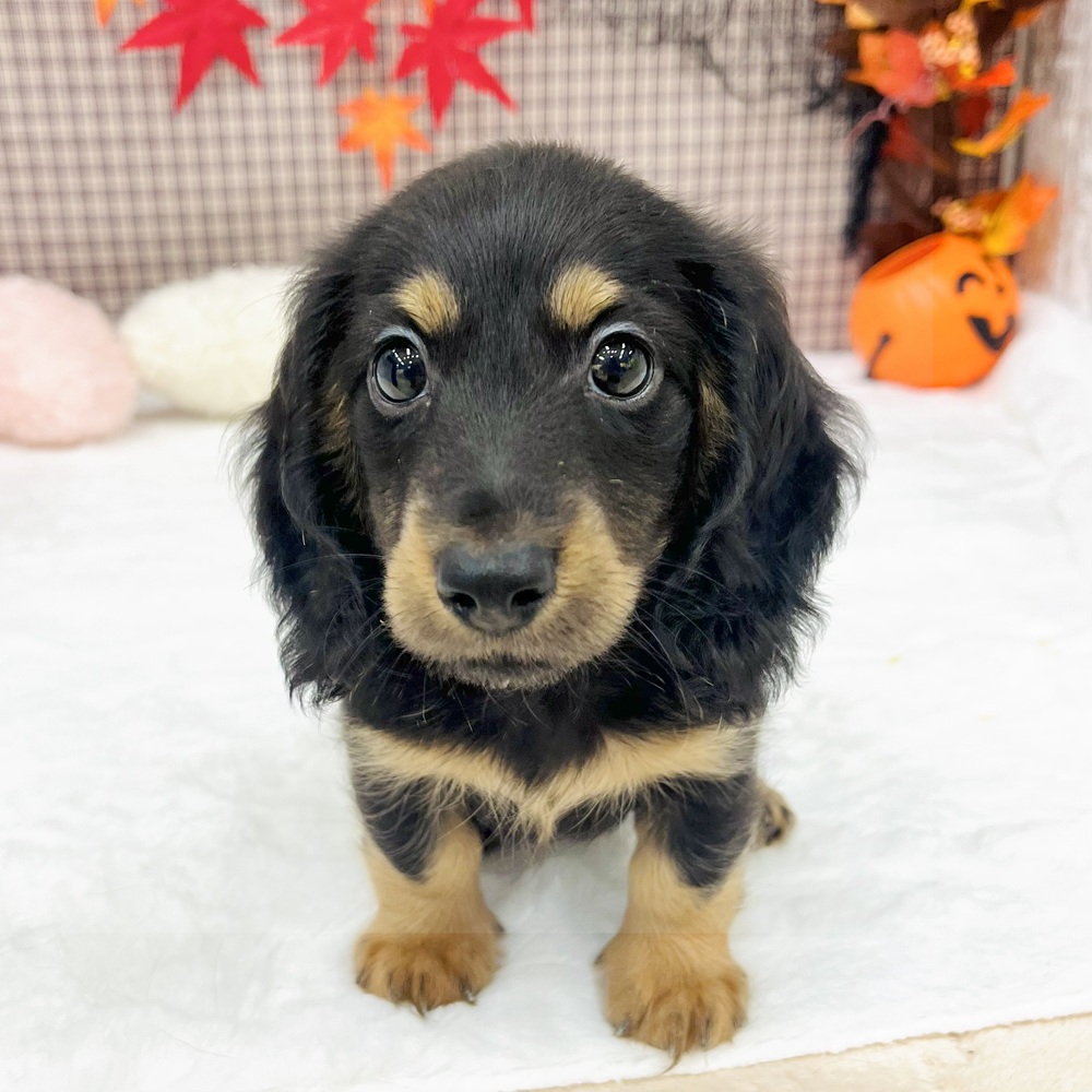 愛知県のミニチュアダックスフンド(ロング) (犬の家＆猫の里エアポートウォーク店/2025年7月22日生まれ/男の子/ブラックタン)の子犬の2枚目の画像