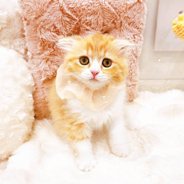 福井県のスコティッシュフォールド (犬の家＆猫の里福井店/2025年7月20日生まれ/女の子/レッドタビーホワイト)の子猫の1枚目の画像