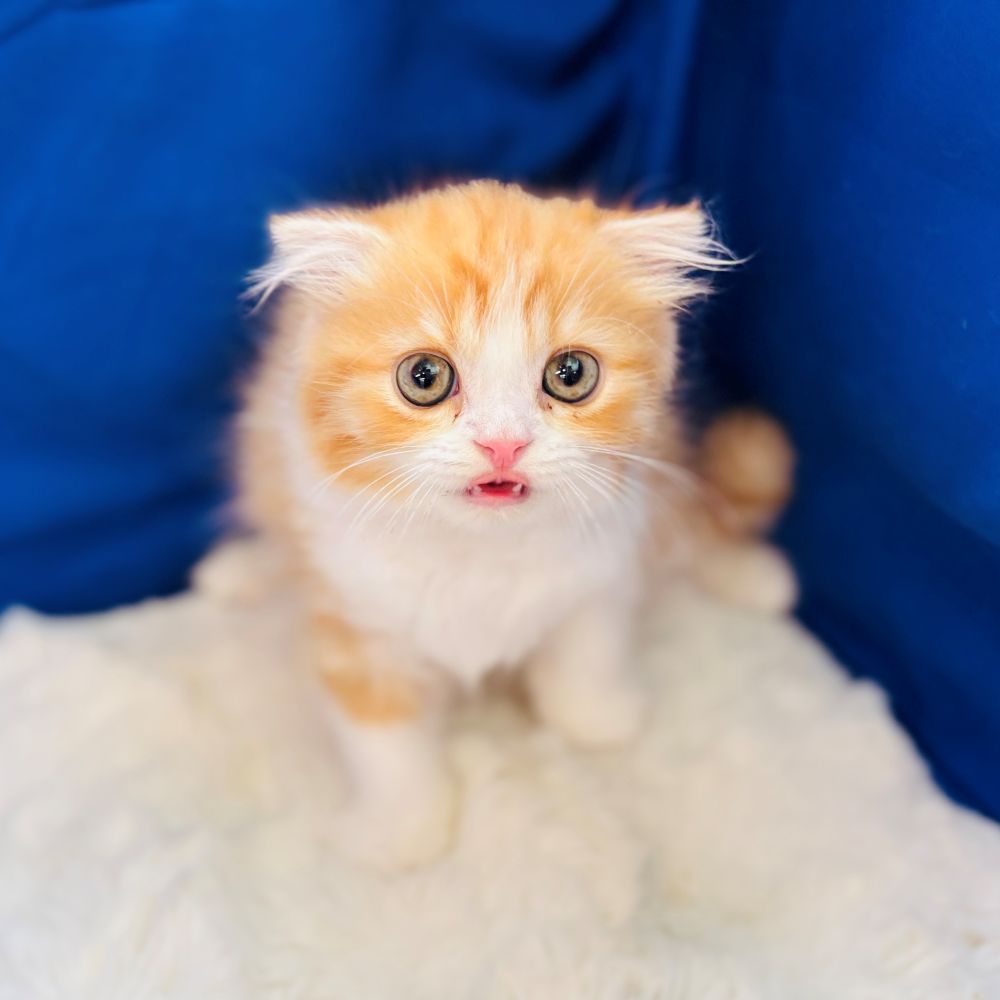 愛知県のスコティッシュフォールド (犬の家＆猫の里愛知刈谷店/2025年7月20日生まれ/男の子/レッドタビーホワイト)の子猫の1枚目の画像