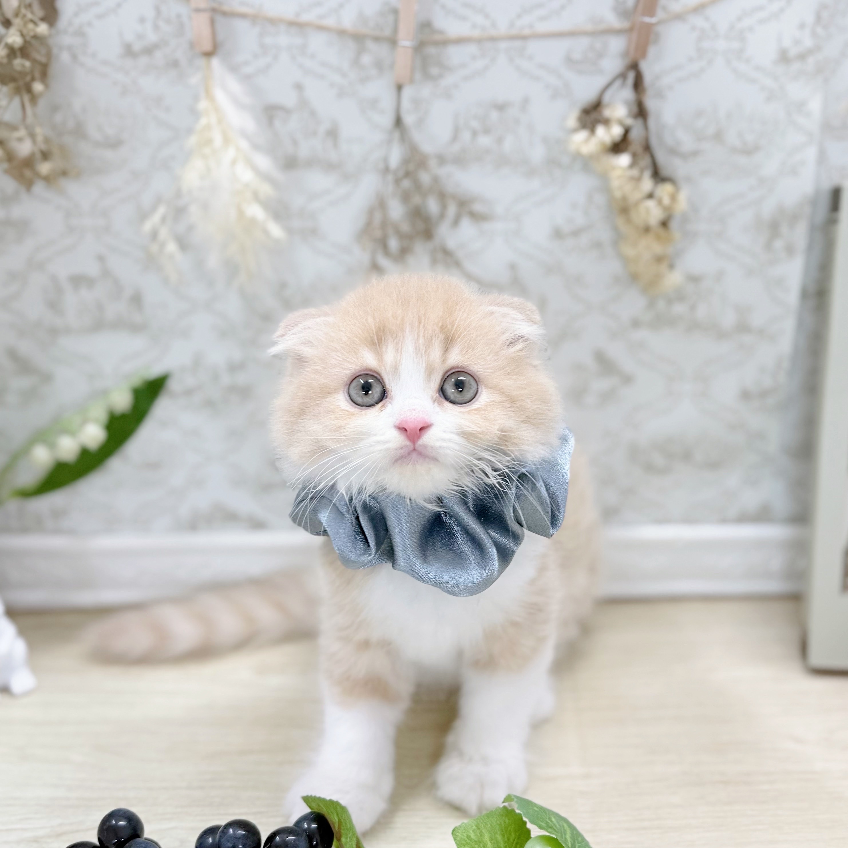 福井県のスコティッシュフォールド (犬の家＆猫の里アミーゴ福井大和田店/2025年7月13日生まれ/男の子/クリームタビーホワイト)の子猫の2枚目の画像