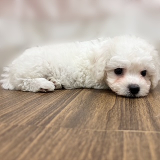 兵庫県のビションフリーゼ (犬の家＆猫の里カナート西神戸店/2025年7月23日生まれ/女の子/ホワイト)の子犬の2枚目の画像