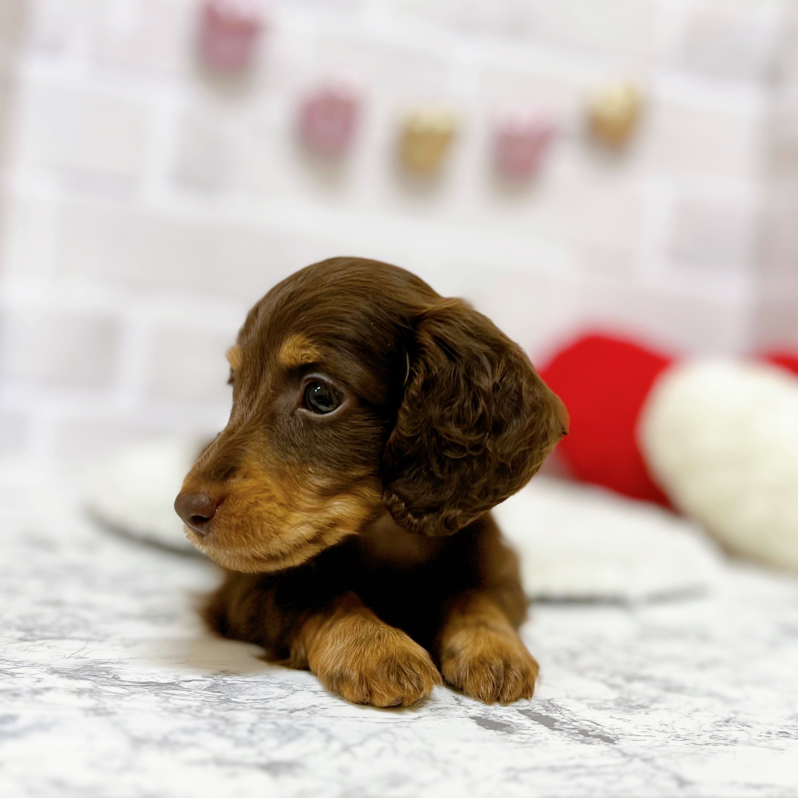 京都府のミニチュアダックスフンド(ロング) (犬の家＆猫の里京都精華店/2025年7月9日生まれ/男の子/ブラウンタン)の子犬の2枚目の画像