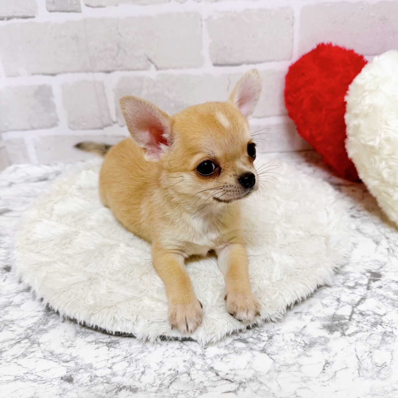 京都府のチワワ(スムース) (犬の家＆猫の里京都精華店/2025年7月24日生まれ/男の子/フォーン)の子犬の2枚目の画像