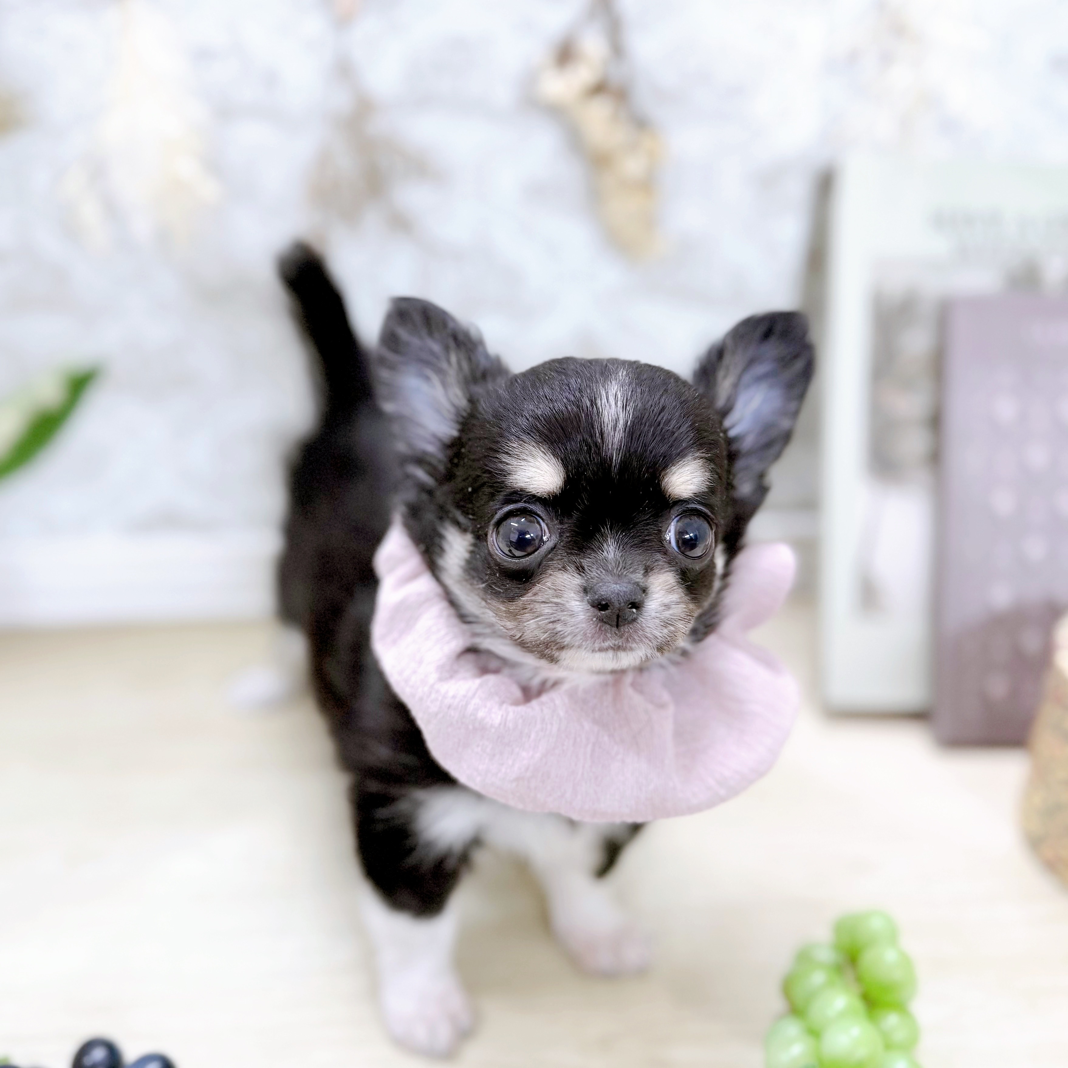 福井県のチワワ(ロング) (犬の家＆猫の里アミーゴ福井大和田店/2025年7月23日生まれ/女の子/ブラックタンホワイト)の子犬の2枚目の画像