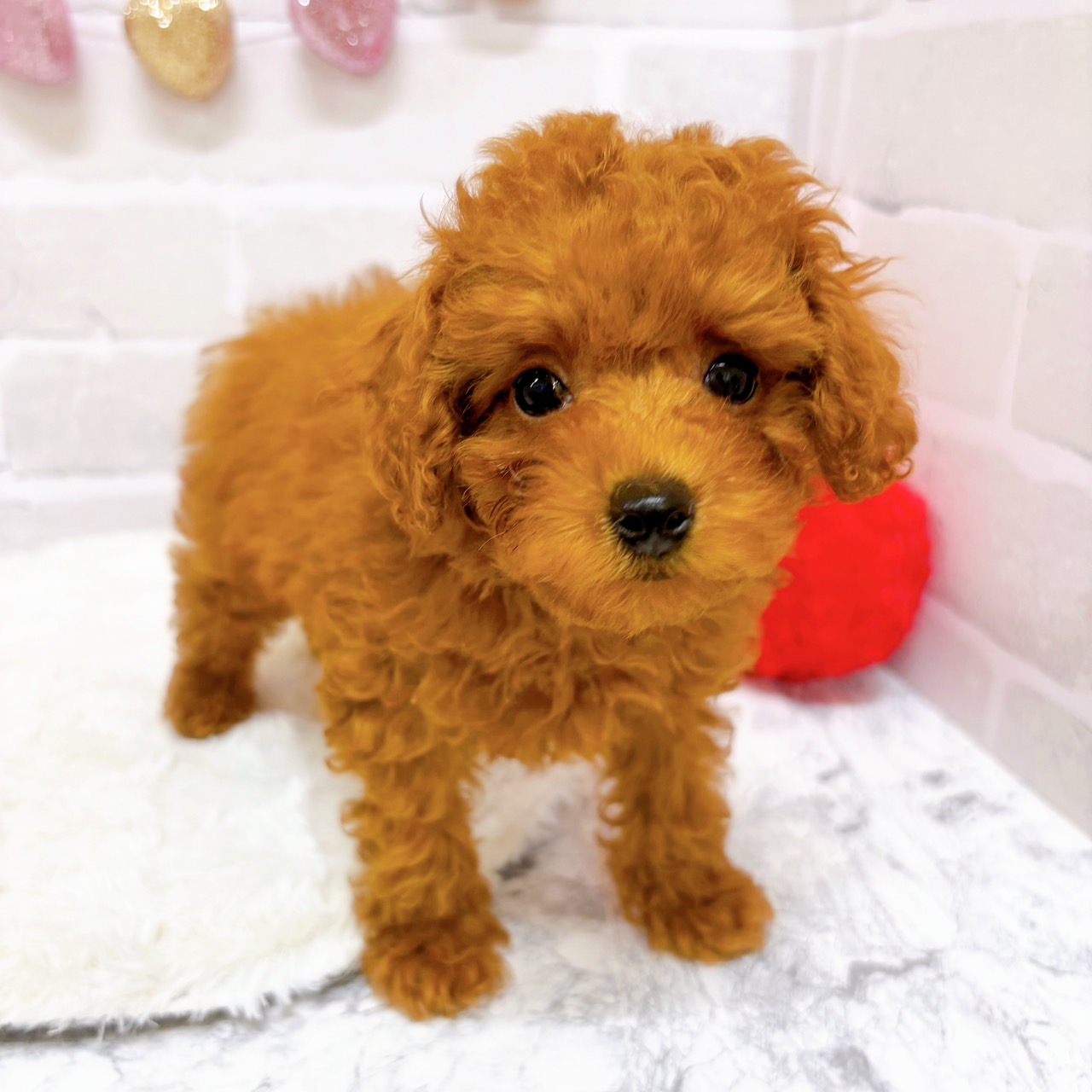 京都府のトイプードル(トイ) (犬の家＆猫の里京都精華店/2025年7月20日生まれ/女の子/レッドフォーン)の子犬の2枚目の画像