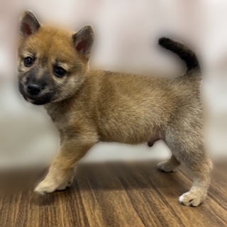 兵庫県の豆柴 (犬の家＆猫の里カナート西神戸店/2025年7月23日生まれ/男の子/赤)の子犬の2枚目の画像