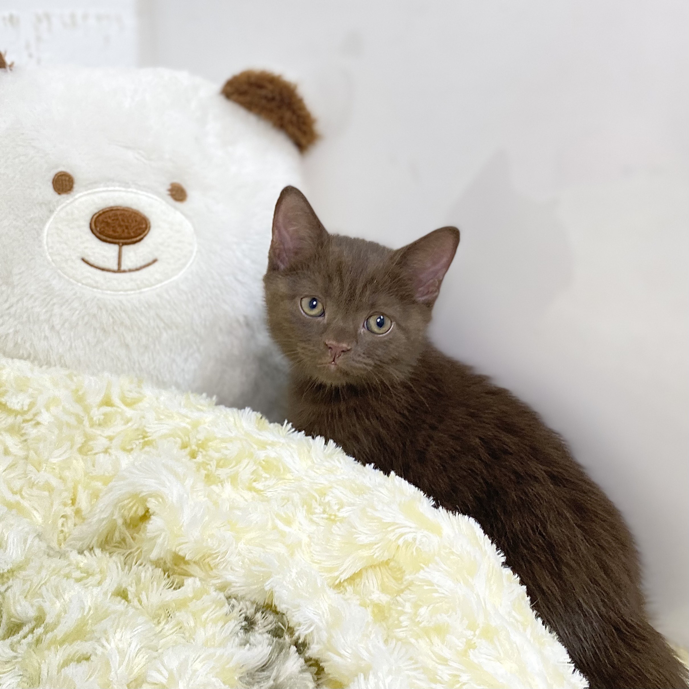 長野県のブリティッシュショートヘアー (犬の家＆猫の里長野店/2025年7月24日生まれ/男の子/チョコレート)の子猫の2枚目の画像