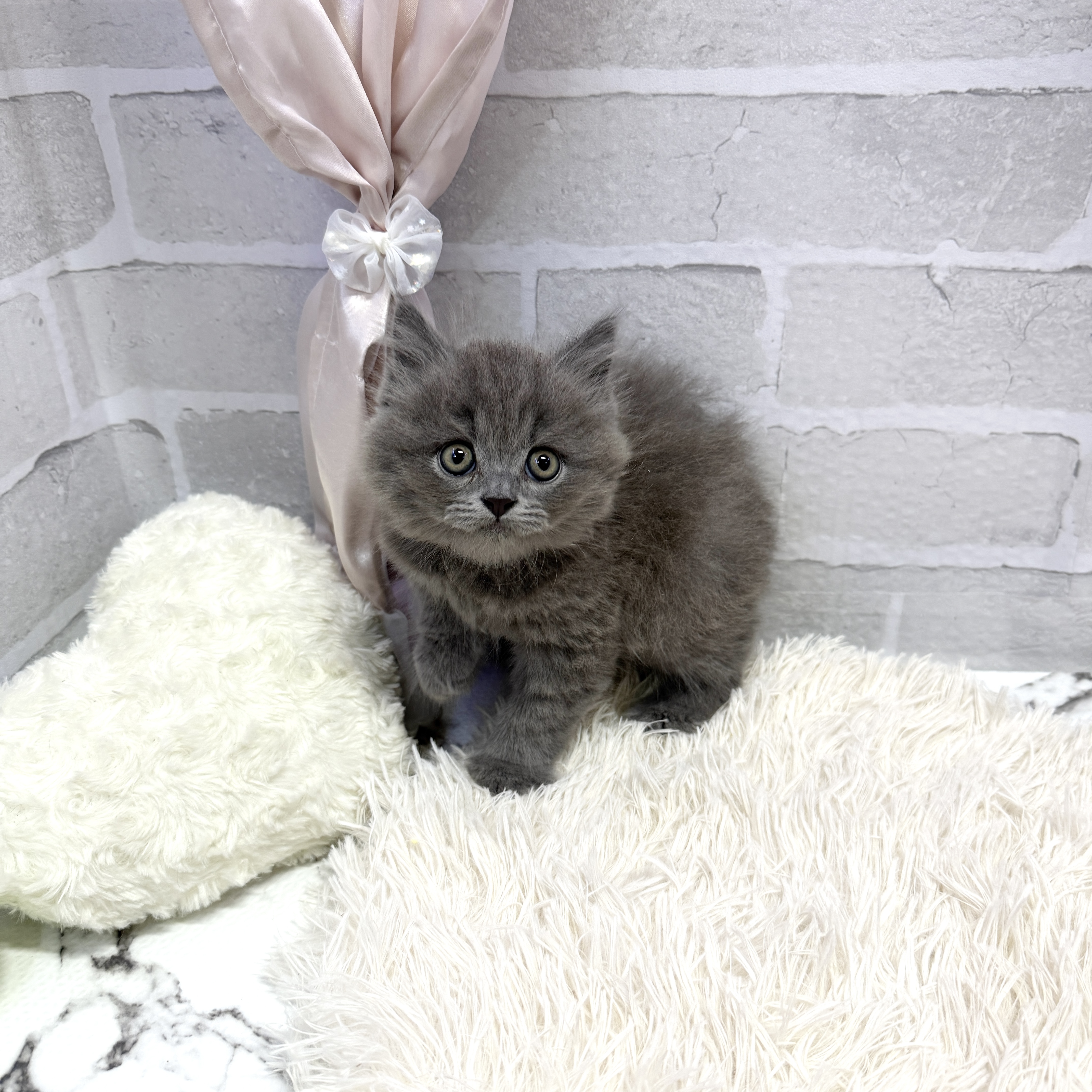 愛知県のブリティッシュロングヘアー (犬の家＆猫の里岡崎店/2025年7月23日生まれ/男の子/ブルー)の子猫の2枚目の画像