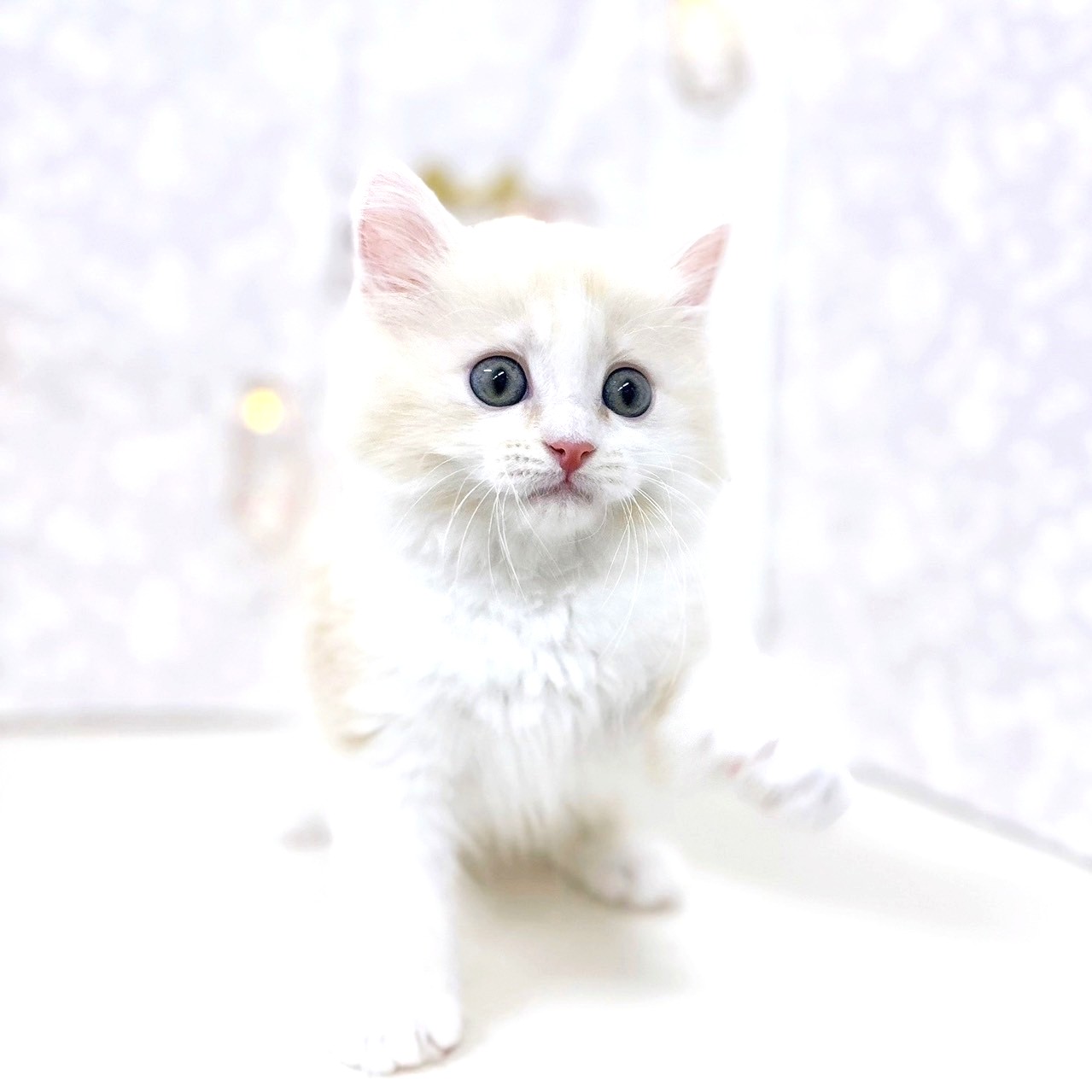 富山県のミヌエット (犬の家＆猫の里アミーゴ高岡蓮花寺店/2025年7月22日生まれ/男の子/カメオタビーホワイト)の子猫の2枚目の画像