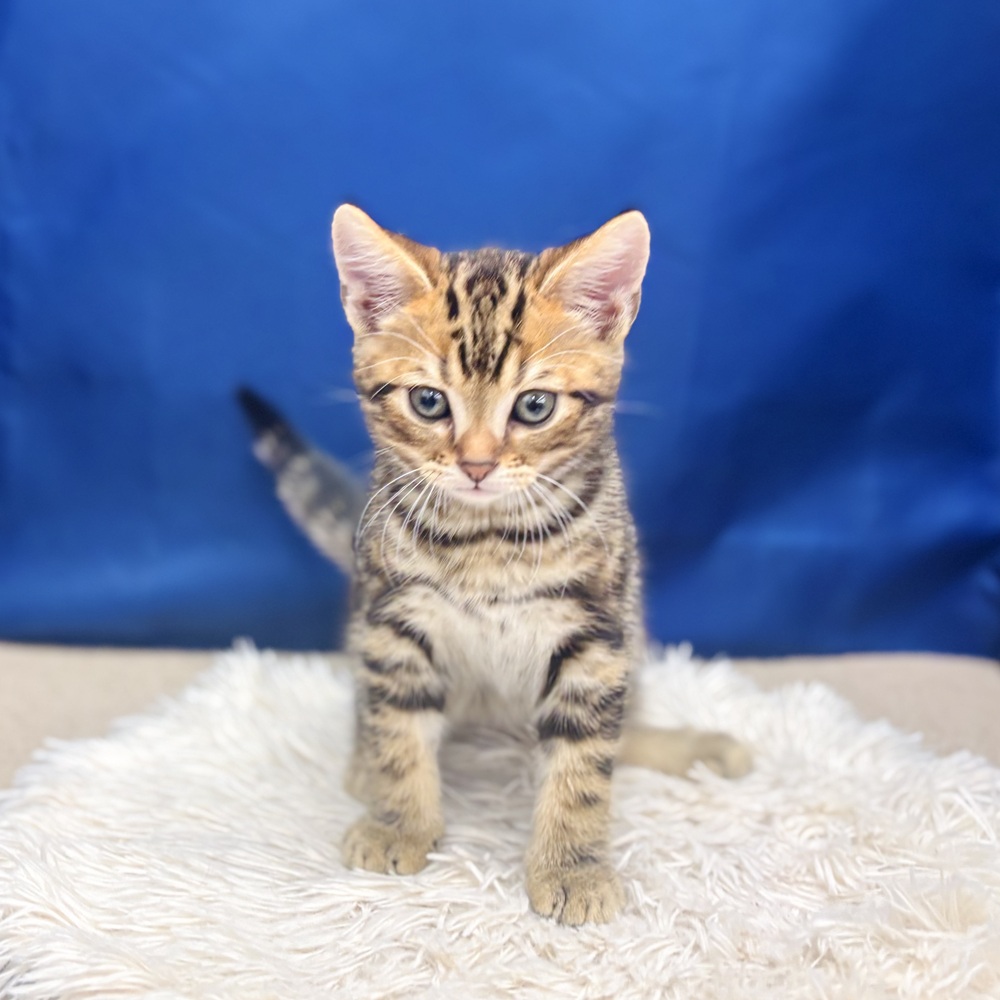 岐阜県のアメリカンショートヘアー (犬の家＆猫の里中津川店/2025年7月23日生まれ/男の子/ブラウンタビー)の子猫の1枚目の画像