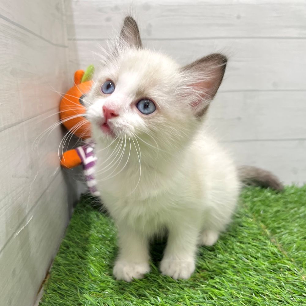 愛知県のラグドール (犬の家＆猫の里豊田店/2025年7月22日生まれ/男の子/シールポイントバイカラー)の子猫の2枚目の画像