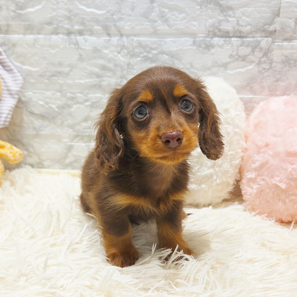 愛知県のミニチュアダックスフンド(ロング) (犬の家＆猫の里MiO香久山店/2025年7月22日生まれ/男の子/チョコレートタン)の子犬の2枚目の画像