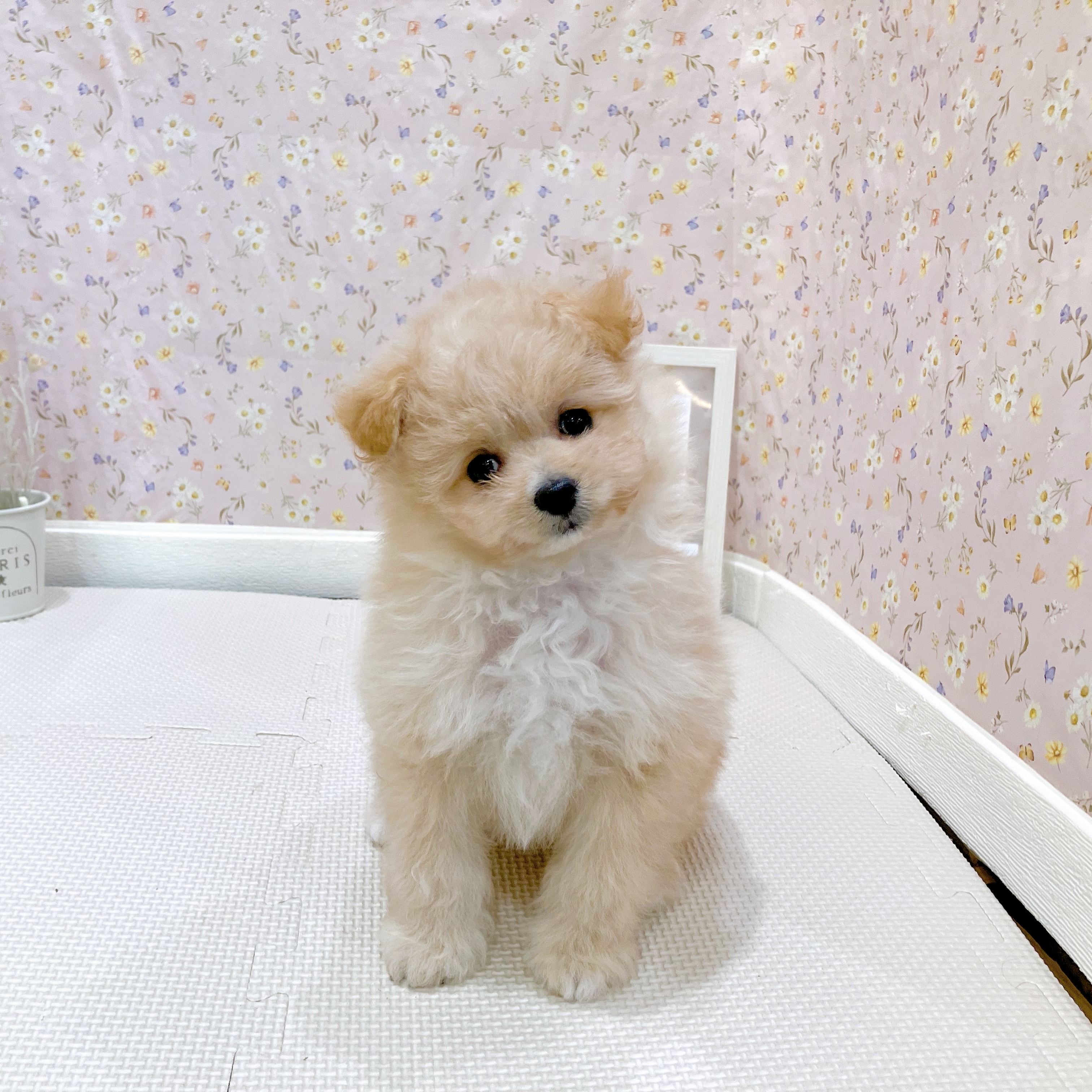 石川県のポメプー(ポメラニアン×プードル) (犬の家＆猫の里金沢店/2025年7月26日生まれ/女の子/クリーム)の子犬の1枚目の画像