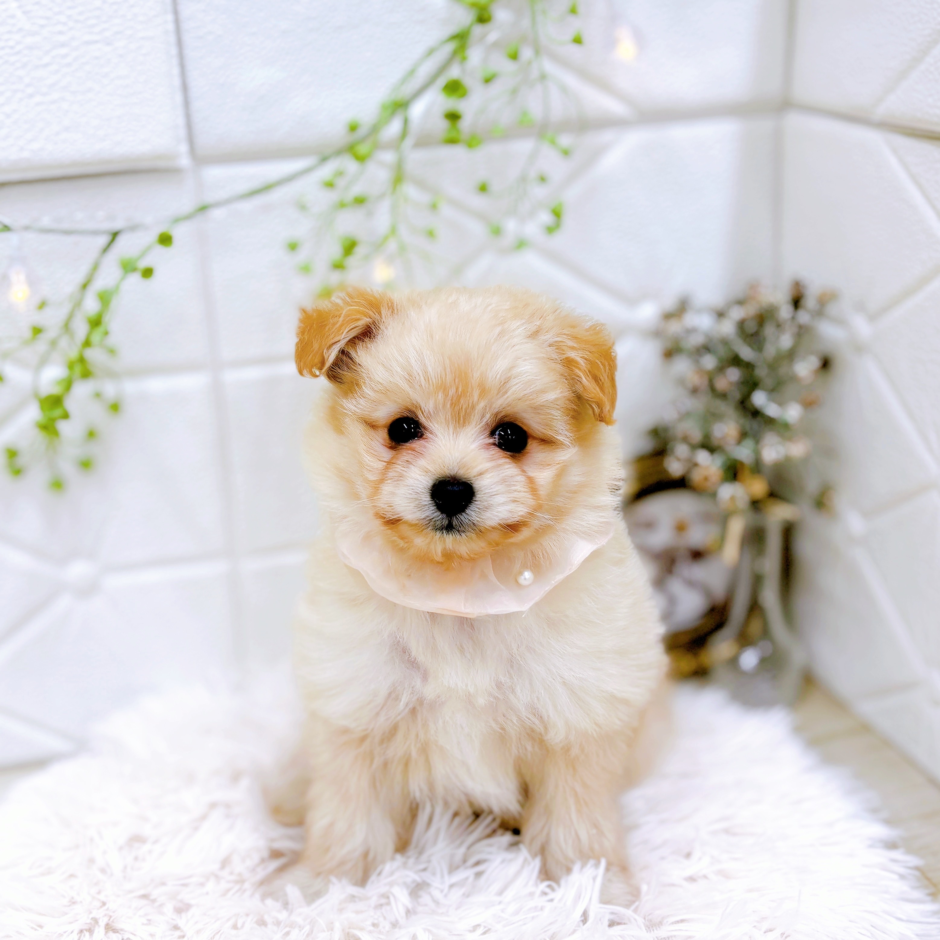 福井県のポメプー(ポメラニアン×プードル) (犬の家＆猫の里アミーゴ福井店/2025年7月26日生まれ/女の子/クリーム)の子犬の1枚目の画像