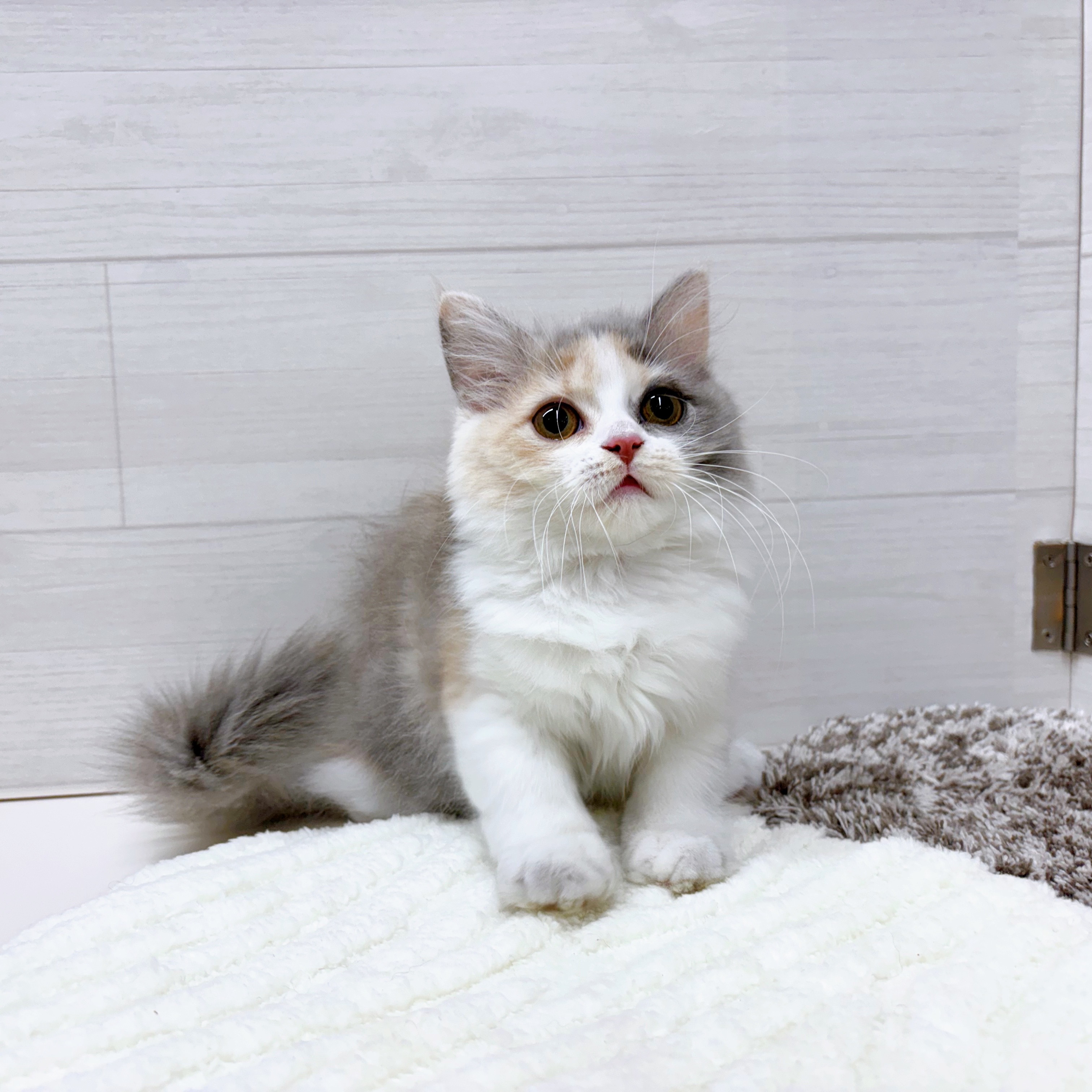 石川県のスコティッシュフォールド (犬の家＆猫の里アミーゴ金沢おこばた店/2025年7月16日生まれ/女の子/ブルーパッチドタビーホワイト)の子猫の2枚目の画像