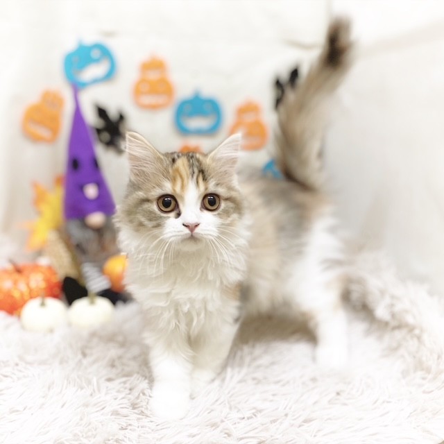 静岡県のスコティッシュフォールド (犬の家＆猫の里藤枝店/2025年7月16日生まれ/女の子/ブラウンパッチドタビーホワイト)の子猫の2枚目の画像