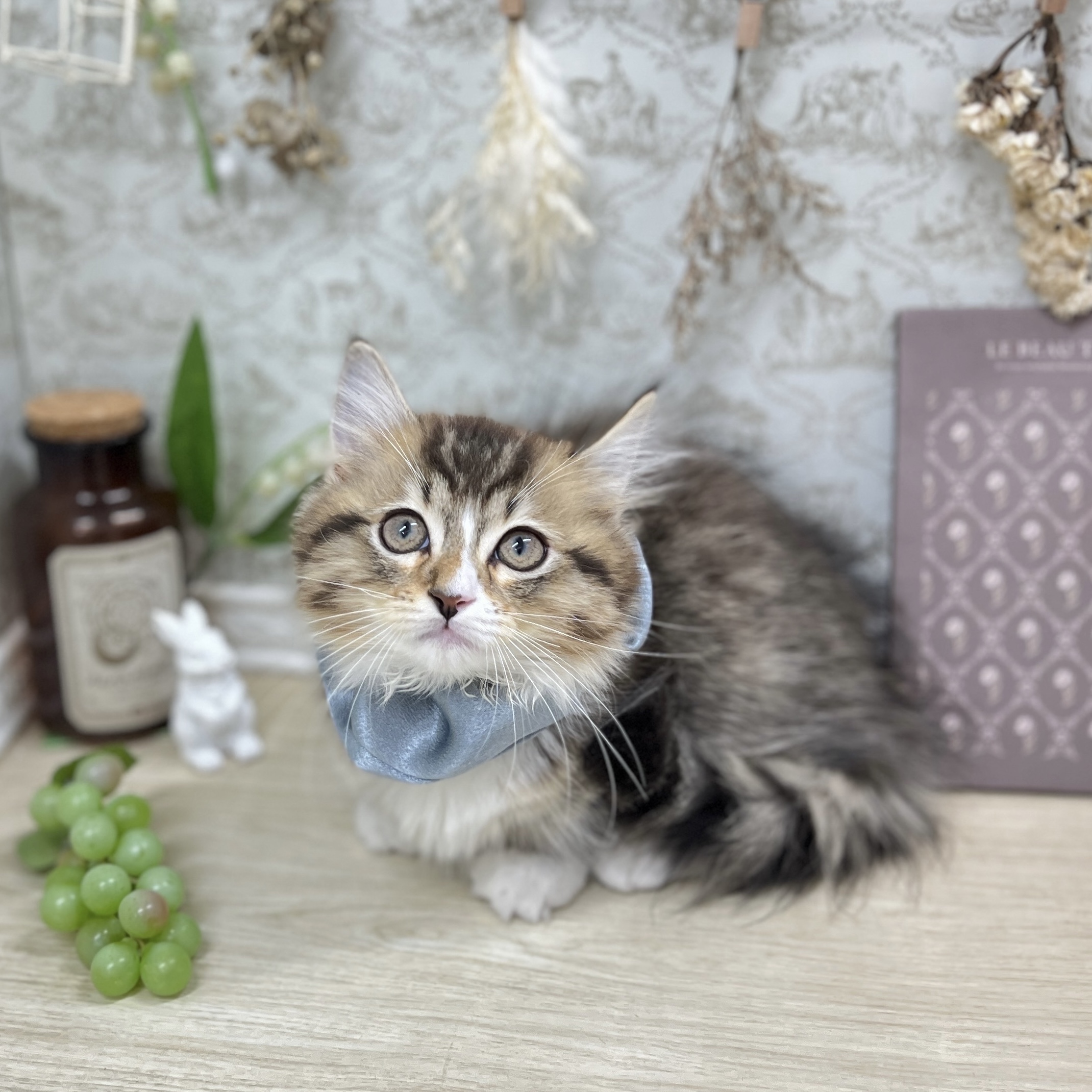 福井県のマンチカン (犬の家＆猫の里アミーゴ福井大和田店/2025年7月26日生まれ/男の子/ブラウンタビーホワイト)の子猫の2枚目の画像