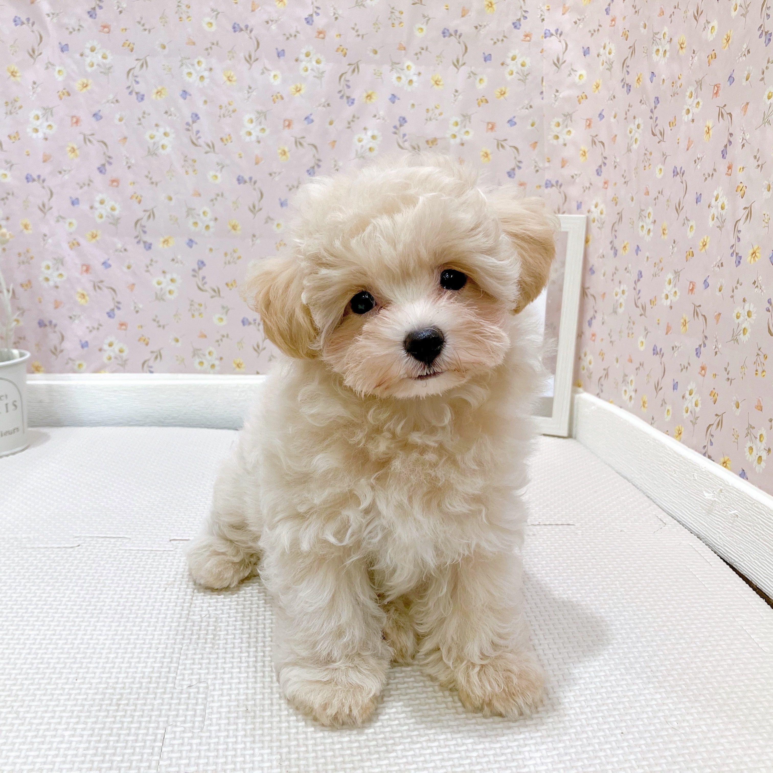 石川県のマルプー(マルチーズ×プードル) (犬の家＆猫の里金沢店/2025年7月21日生まれ/女の子/クリームホワイト)の子犬の1枚目の画像